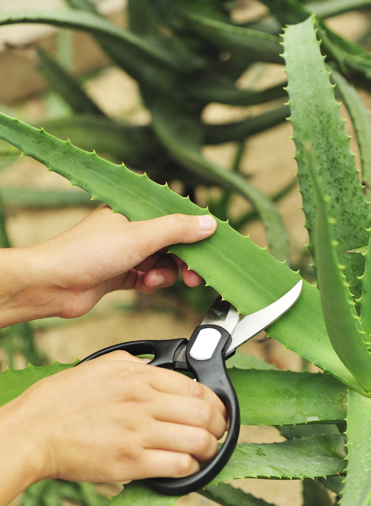 Aloe Vera Gel For Oily Skin Aloe Vera Gel For Oily Skin